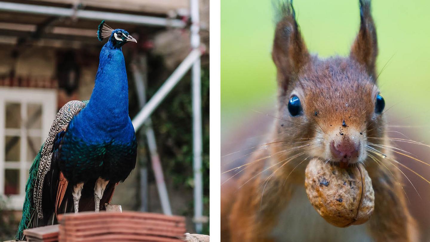 A peacock and red squirrel who are likely to visit you at The Garlic Farm